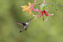 Image result for do hummingbirds like clematis