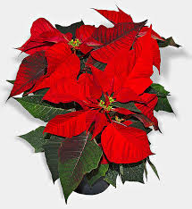 Check spelling or type a new query. Poinsettia Wikiwand