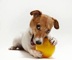 pin na doske dzhek rassel terermoya lyubov mechta