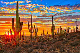 We did not find results for: Under The Radar Usa Tucson Is More Than Its Cactus Lonely Planet