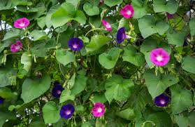 Morning glories are pretty easy to grow. Morning Glory Plant Care Growing Guide