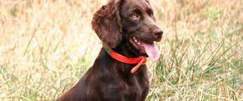 Review how much boykin spaniel puppies for sale sell for below. Boykin Spaniels And Other Gun Dogs Available For Sale Upstate Gun Dogs
