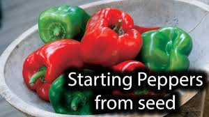 Growing peppers from seed requires a certain amount of patience. Growing Peppers From Seed Indoors 1 Youtube