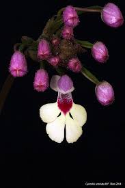 Image result for Cynorkis kassneriana