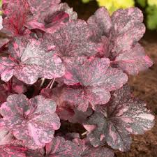 Image result for Heuchera `Midnight Rose`
