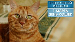 Jul 30, 2021 · ежегодно 17 ноября в италии отмечают весьма необычный праздник — день защиты черных котов (также известный как день черных кошек), который был учрежден по инициативе активистов итальянской. 1 Marta Den Koshek Specialnyj Reportazh 2021 Youtube