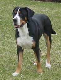 Lancaster puppies advertises puppies for sale in pa, as well as ohio, indiana, new york and other states. Greater Swiss Mountain Dog Breed Information And Pictures