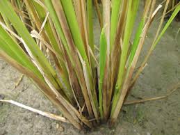 イネ疑似紋枯病 一部 植物クリニックセンター