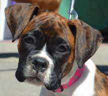 Boxer puppies for sale.ma, me, nj, ny, ct, nh, european. Boxer Puppies For Adoption The Y Guide