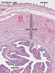 Blue Histology Female Reproductive System Female Reproductive System Reproductive System Human Anatomy And Physiology