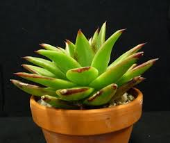 Image result for Hereroa glenensis