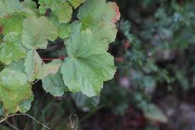 Image result for Pancovia holtzii