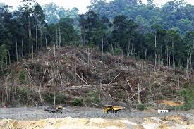 More than 99% of the original wooded areas in haiti are deforested. Deforestation In Borneo Wikipedia