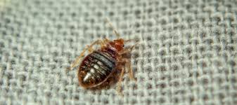 Image result for bedbugs on mattress