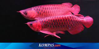 Selain Arwana Ini 5 Ikan Akuarium Termahal Di Dunia Halaman All Kompas Com