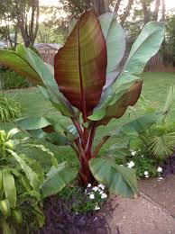 Keep banana trees warm in the winter. Banana Trees Are Beautiful But They Re A Lot Of Work Banana Trees Landscape Red Banana Tree Banana Plants