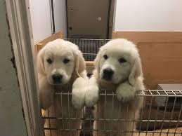 Golden retriever puppies for sale in nashville tn. Daystar Goldens Champion English Creme Colored Golden Retrievers Akc Registered Nashville Tn
