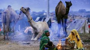 What you wanna do is, is get a level 15 tier 5 horse, check it in at any stable and. Why Camels Are Giving Pushkar A Miss This Year Times Of India