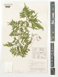 Image result for Scleria delicatula