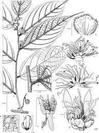 Image result for Leptonychia tokana