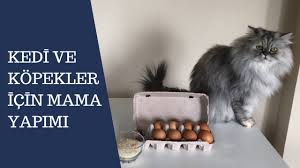 Kedi Ve Kopekler Icin 2 Super Mama Tarifi Kendin Yap Diy Youtube 2020 Kedi Mama Tarifleri Kopek