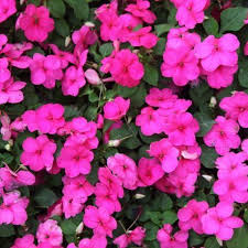 Image result for Impatiens wallerana