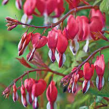 Red Old Fashioned Bleeding Heart Breck S