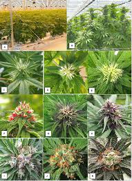 Perennial flowers that start with u. Frontiers Hermaphroditism In Marijuana Cannabis Sativa L Inflorescences Impact On Floral Morphology Seed Formation Progeny Sex Ratios And Genetic Variation Plant Science