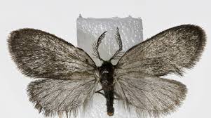 Image result for Ypsilopus zimbabweensis