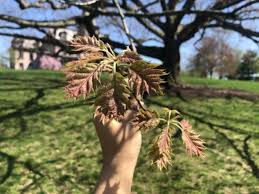 Red oaks tend to have darker bark, and lobed leaves that come to a point; White Oak Yale Nature Walk