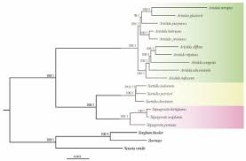 Image result for Aristida stipitata