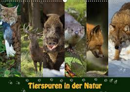 Tierspuren gratis biologie lernplakat wissens poster 8500 kostenlose lernhilfen allgemeinbildung ch erfahren sie, was benutzer von tierspuren und fährten halten, indem sie die rezensionen lesen. Tierspuren In Der Natur Kalendererfolg