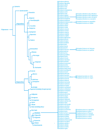 Image result for Afrobrunnichia