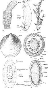 Image result for Kotschya stolonifera