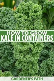 Place the cut kale into a container or bowl of ice water. How To Grow Kale In Containers Gardener S Path