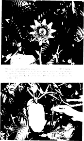 Image result for Paropsia brazzeana