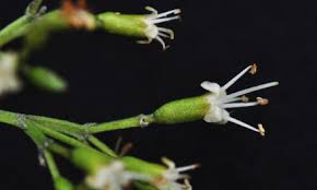 Image result for Volkameria glabra