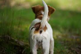 Why Do Dogs Wag Their Tails While Sleeping Canine Hq