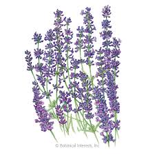 Blooms twice starting in late spring or early summer. Munstead Lavender Seeds Flowers Botanical Interests