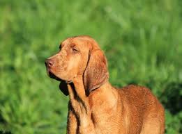 Contact the dog breeders below for redbone coonhound puppies for sale. Breed Info Animal Health Center