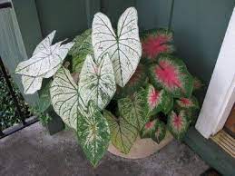 Giant cannas feature large leaves and vibrant blooms, making it a great tropical flower for your garden. How To Grow Fancy Leaf Caladiums