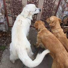 We produce akc registered toy and miniature poodle puppies from champion lines. North Texas Akc Golden Retrievers Home Facebook