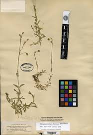 Image result for Cerastium afromontanum