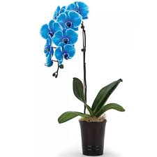 Andrew file system (afs) ended service on january 1, 2021. Blue Orchids In Los Angeles Ca Flamingo S Flower