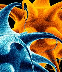 Image result for ‫البكتيريا الطبية متحركه‬‎