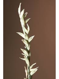 Image result for Panicum aequinerve