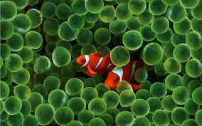 90 gambar ikan mas koki terbaik ikan mas ikan ikan akuarium. Ikan Badut Ikan Yang Dapat Berganti Kelamin Ikan Badut Pemandangan Finding Nemo