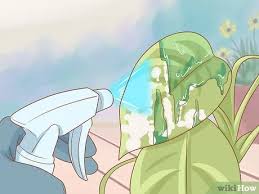 Read now on gardener's path to learn how to diagnose and treat high levels of powdery mildew at the end of the growing season can damage the tree in two ways. How To Get Rid Of Powdery Mildew On Plants With Pictures