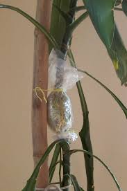 The blossoms go into jasmine enfleurage at the enfleurage guild. Propagating Plants By Air Layering 8 Steps Instructables