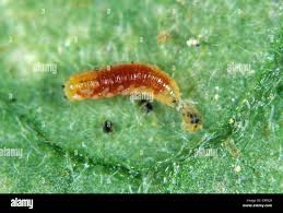 Image result for Micrargeriella